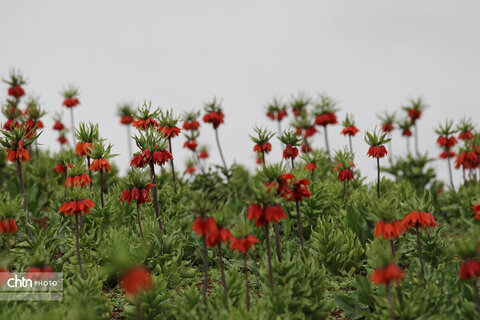 دشت لاله‌های واژگون کوهرنگ یکی از مهم‌ترین جاذبه‌های گردشگری کشور