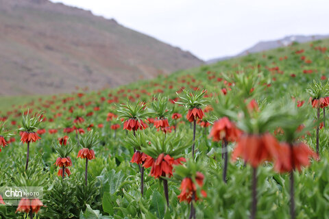 دشت لاله‌های واژگون کوهرنگ یکی از مهم‌ترین جاذبه‌های گردشگری کشور