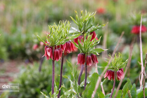دشت لاله‌های واژگون کوهرنگ یکی از مهم‌ترین جاذبه‌های گردشگری کشور