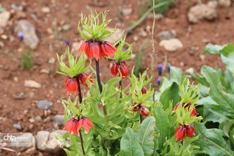 دشت لاله‌های واژگون کوهرنگ یکی از مهم‌ترین جاذبه‌های گردشگری کشور