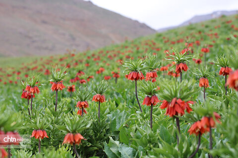 دشت لاله‌های واژگون کوهرنگ یکی از مهم‌ترین جاذبه‌های گردشگری کشور