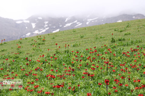 دشت لاله‌های واژگون کوهرنگ یکی از مهم‌ترین جاذبه‌های گردشگری کشور
