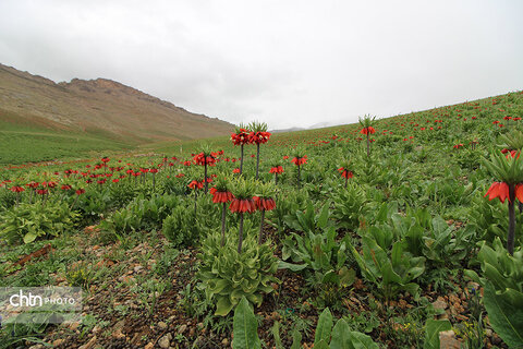 دشت لاله‌های واژگون کوهرنگ یکی از مهم‌ترین جاذبه‌های گردشگری کشور