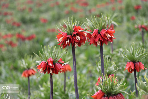 دشت لاله‌های واژگون کوهرنگ یکی از مهم‌ترین جاذبه‌های گردشگری کشور