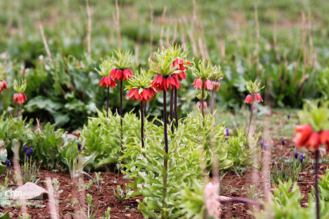 دشت لاله‌های واژگون کوهرنگ یکی از مهم‌ترین جاذبه‌های گردشگری کشور