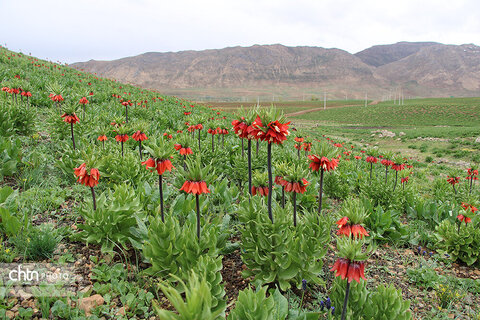 دشت لاله‌های واژگون کوهرنگ یکی از مهم‌ترین جاذبه‌های گردشگری کشور