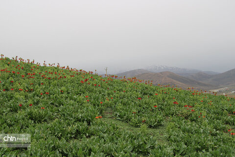 دشت لاله‌های واژگون کوهرنگ یکی از مهم‌ترین جاذبه‌های گردشگری کشور