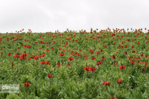 دشت لاله‌های واژگون کوهرنگ یکی از مهم‌ترین جاذبه‌های گردشگری کشور