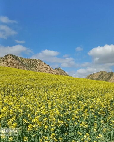 خالدنبی