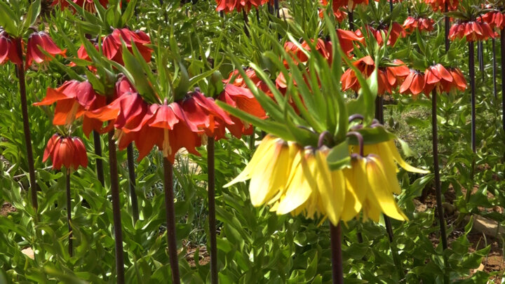 دلبری لالههای واژگون در طبیعت چهارفصل کهگیلویه و بویراحمد