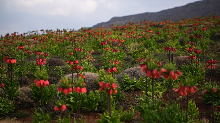 دلبری لالههای واژگون در طبیعت چهارفصل کهگیلویه و بویراحمد
