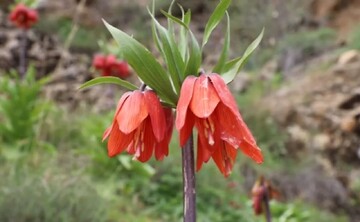 دلبری لاله‌های واژگون در طبیعت چهارفصل کهگیلویه و بویراحمد