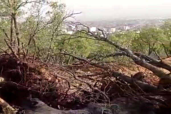 ورود دادستانی به قطع درختان بلوط منطقه گردشگری «پارک جنگلی» یاسوج