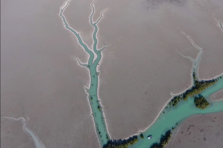 خور آذینی؛ سرزمین مانگروها/ از مهم‌ترین زیستگاه‌های پرندگان مهاجر در جنوب کشور