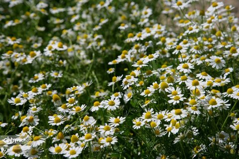 دیدن طبیعت بهاری از ارتفاعات بازفت چهارمحال و بختیاری زیباتر است