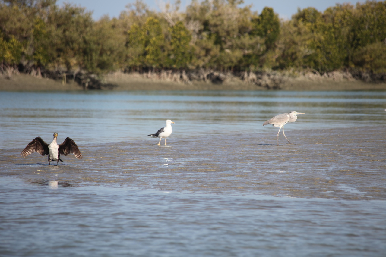 خور آذینی؛ سرزمین مانگروها/ از مهمترین زیستگاههای پرندگان مهاجر در جنوب کشور