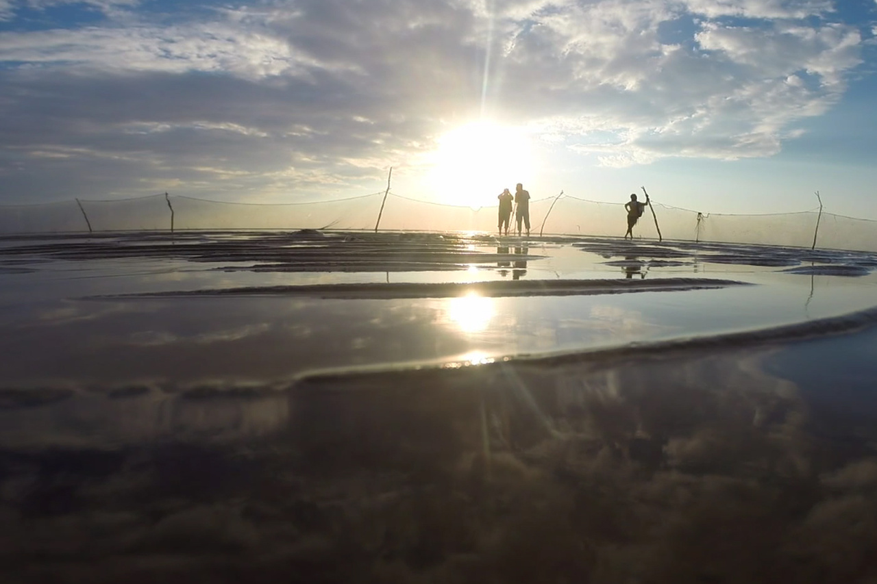 خور آذینی؛ سرزمین مانگروها/ از مهمترین زیستگاههای پرندگان مهاجر در جنوب کشور