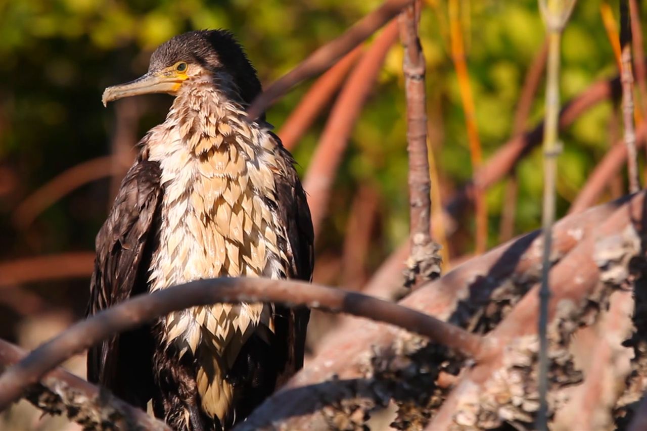 خور آذینی؛ سرزمین مانگروها/ از مهمترین زیستگاههای پرندگان مهاجر در جنوب کشور