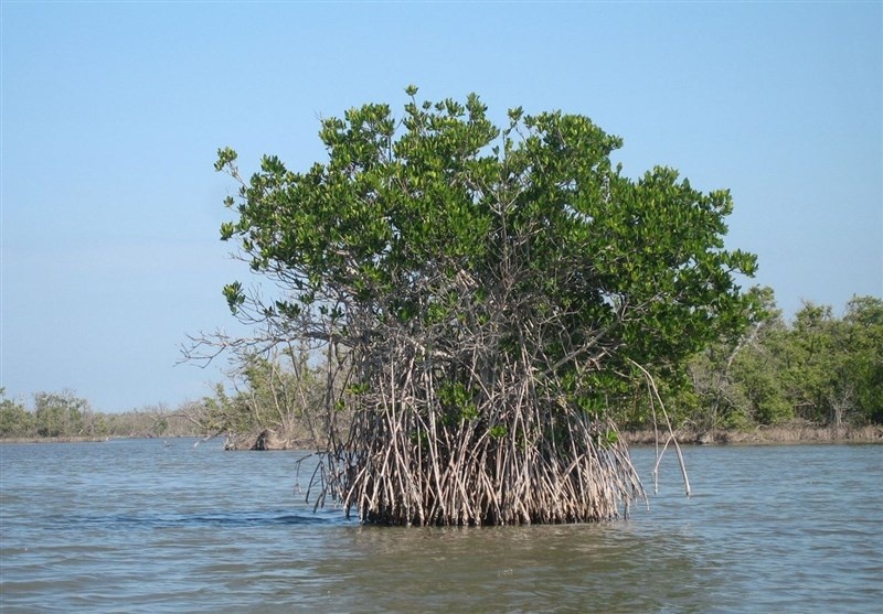 خور آذینی؛ سرزمین مانگروها/ از مهمترین زیستگاههای پرندگان مهاجر در جنوب کشور