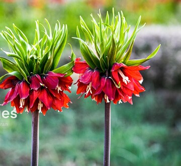 کهگیلویه و بویراحمد سرزمین لاله‌های واژگون
