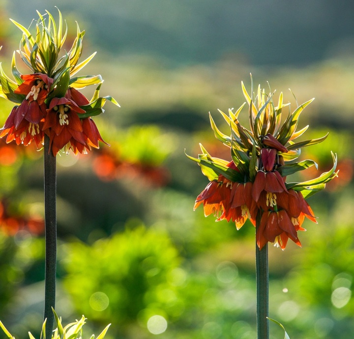 لاله های واژگون