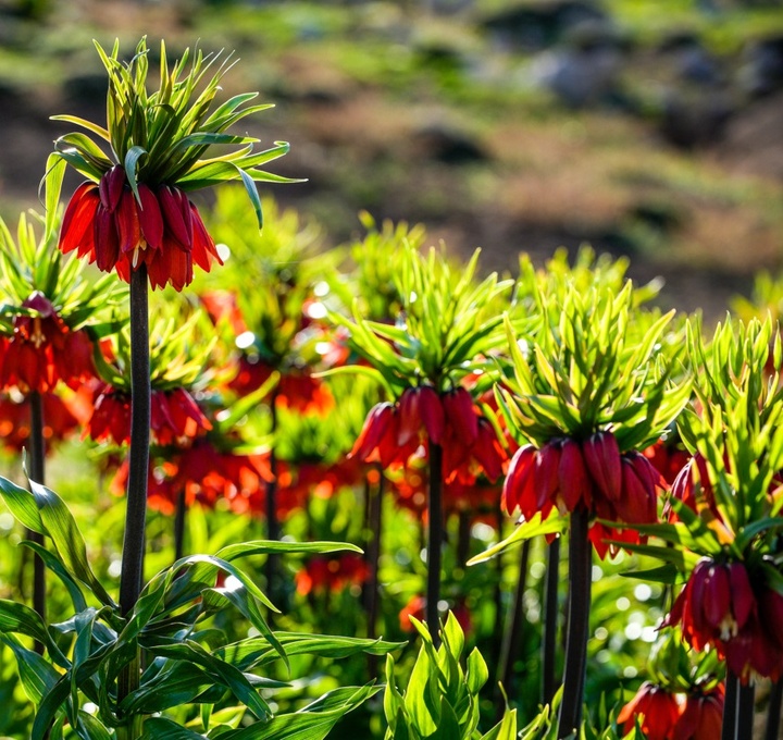 لاله های واژگون