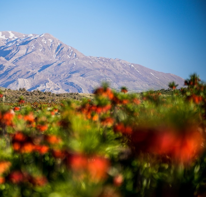 لاله های واژگون