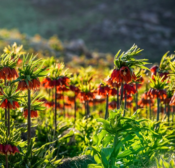 لاله های واژگون