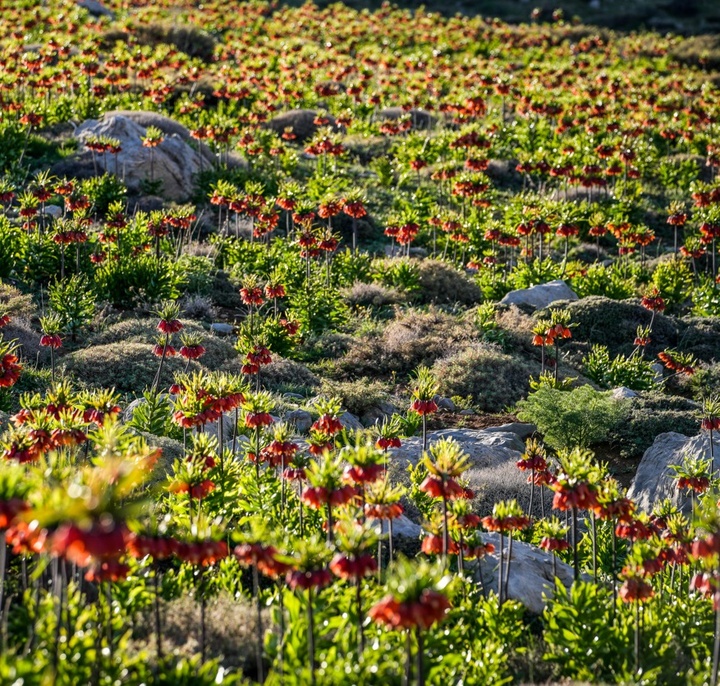 لاله های واژگون