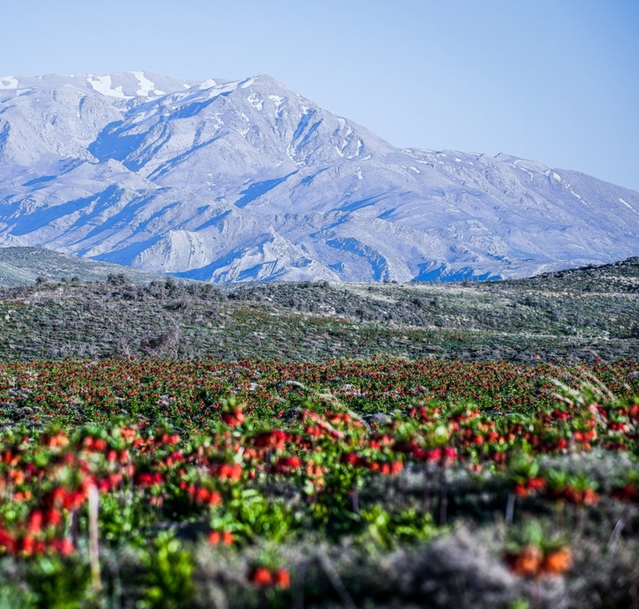 لاله های واژگون