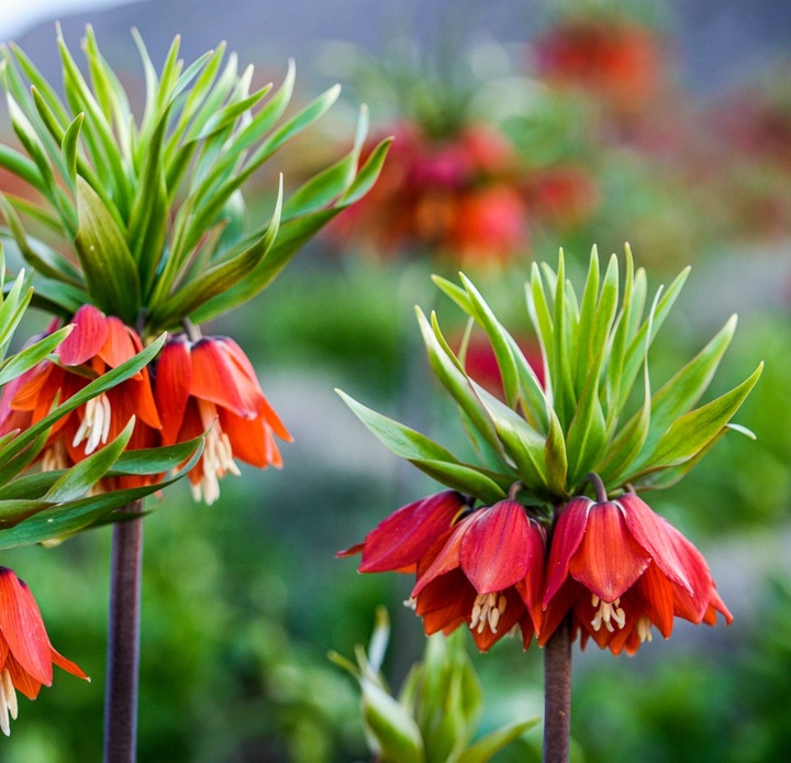 لاله های واژگون