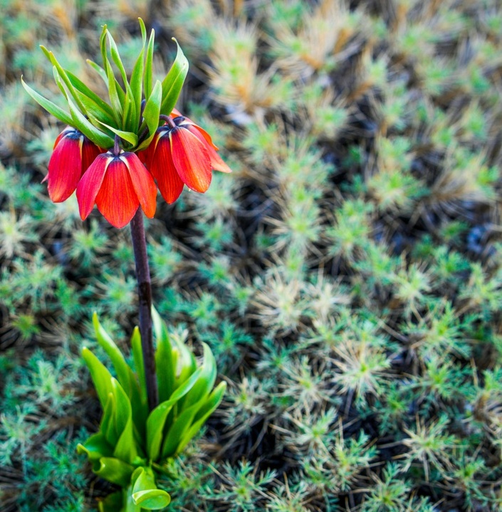 لاله های واژگون