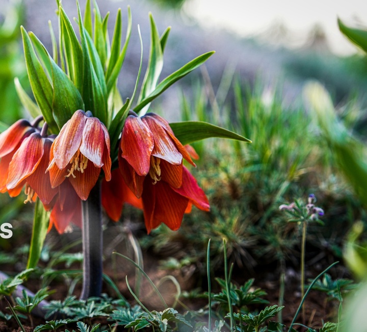 لاله های واژگون