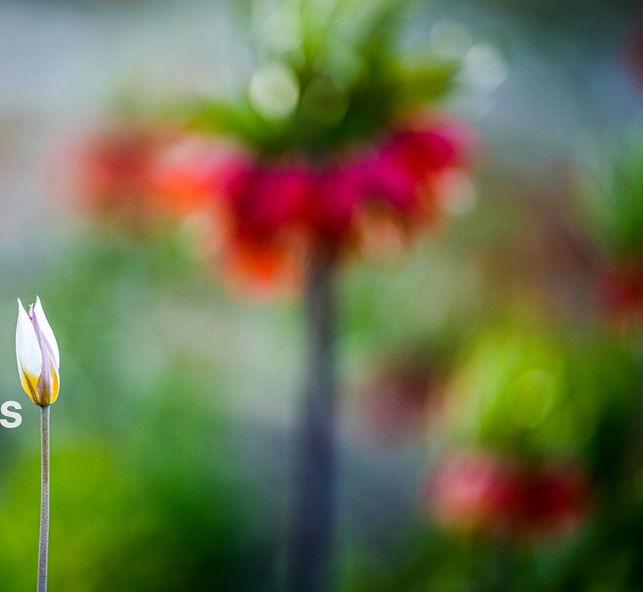 لاله های واژگون