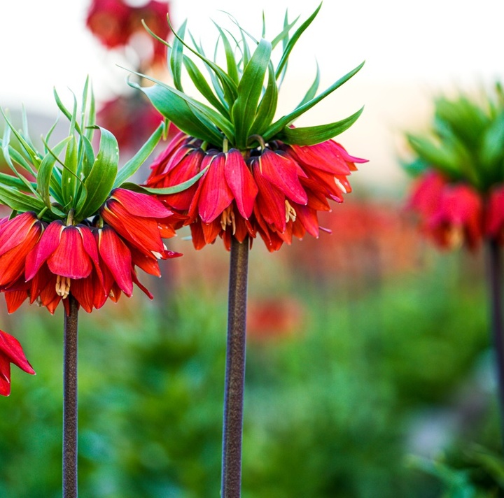 لاله های واژگون