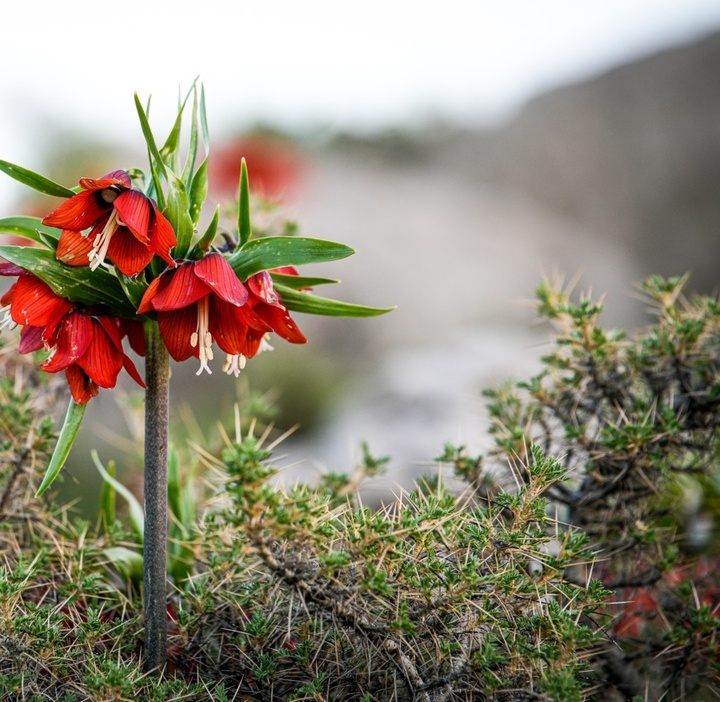 لاله های واژگون