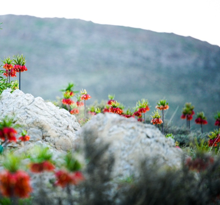 لاله های واژگون