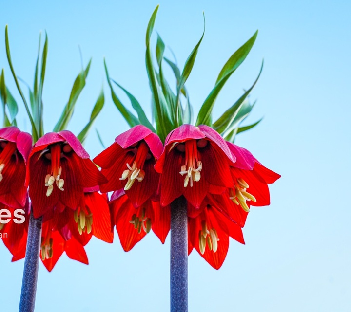 لاله های واژگون