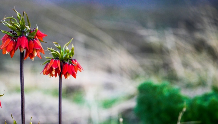 لاله های واژگون