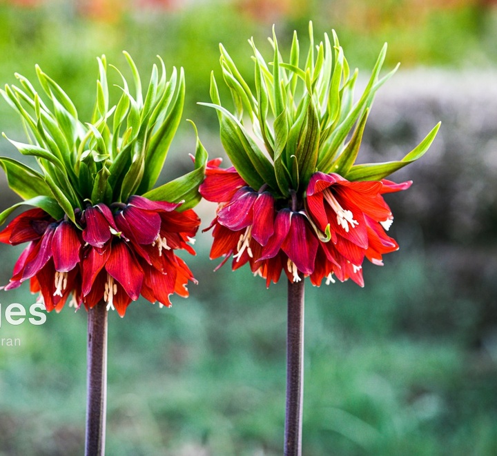 لاله های واژگون