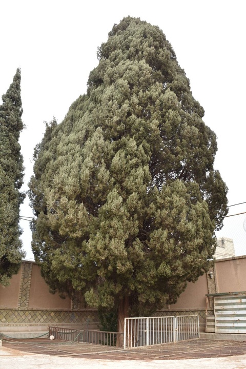 درخت کهن‌سال سرو نصرت‌آباد شاهدیه ثبت ملی شد