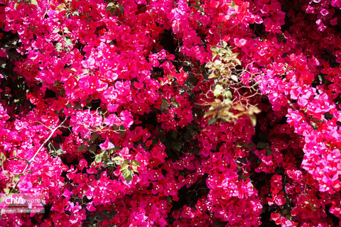 اجرای دومین گشت تخصصی گردشگری مبتلایان به تالاسمی در خوزستان