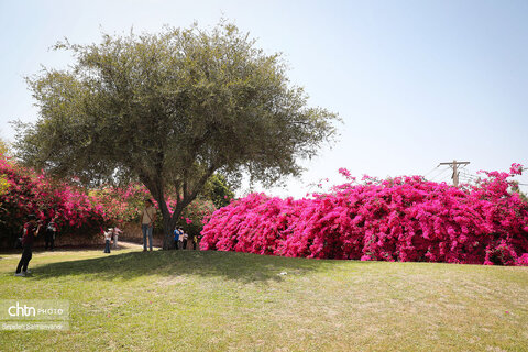 اجرای دومین گشت تخصصی گردشگری مبتلایان به تالاسمی در خوزستان