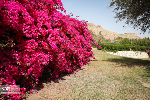 اجرای دومین گشت تخصصی گردشگری مبتلایان به تالاسمی در خوزستان