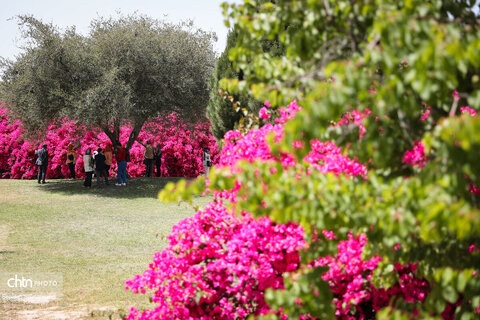 اجرای دومین گشت تخصصی گردشگری مبتلایان به تالاسمی در خوزستان