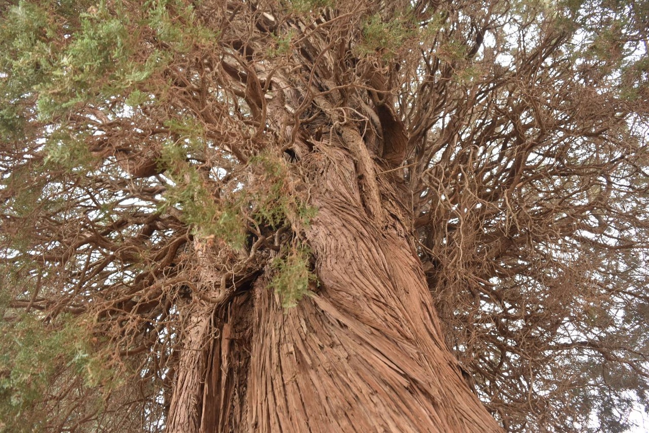 درخت کهنسال سرو نصرتآباد شاهدیه ثبت ملی شد