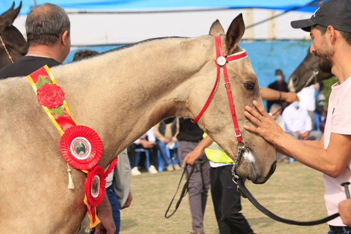 نوزدهمین جشنواره ملی زیبایی اسب اصیل ترکمن در صوفیان کلاله برگزار می‌شود