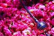 دومین جشنواره بزرگ گلاب‌گیری یزد؛ احیای سنتی دیرینه در باغ جهانی دولت‌آباد