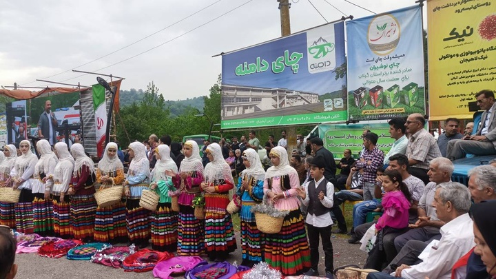 اولین جشنواره برداشت چای در روستای لیسه رود بخش کومله در شهرستان لنگرود