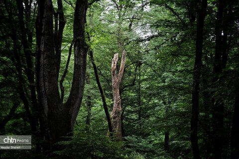 قرمرض نکا، چشمه سلامت در میان طبیعت